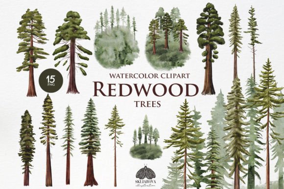 Redwood Watercolor Clipart: Forest Elegance for Your Designs
